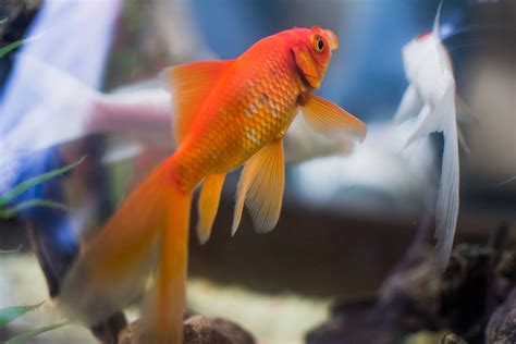 房間放魚缸 風水|【風水特輯】照著做轉運又催財！魚缸風水4撇步－幸。